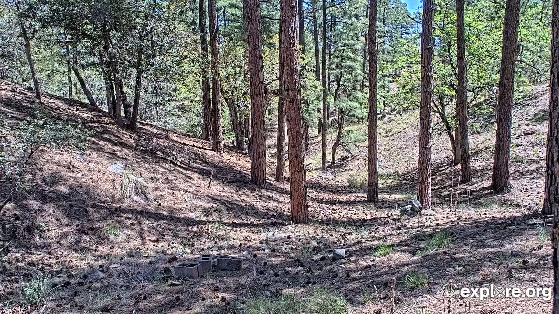 A sunny forest floor strewn with pine needles and cones, surrounded by tall pine trees on a hillside.