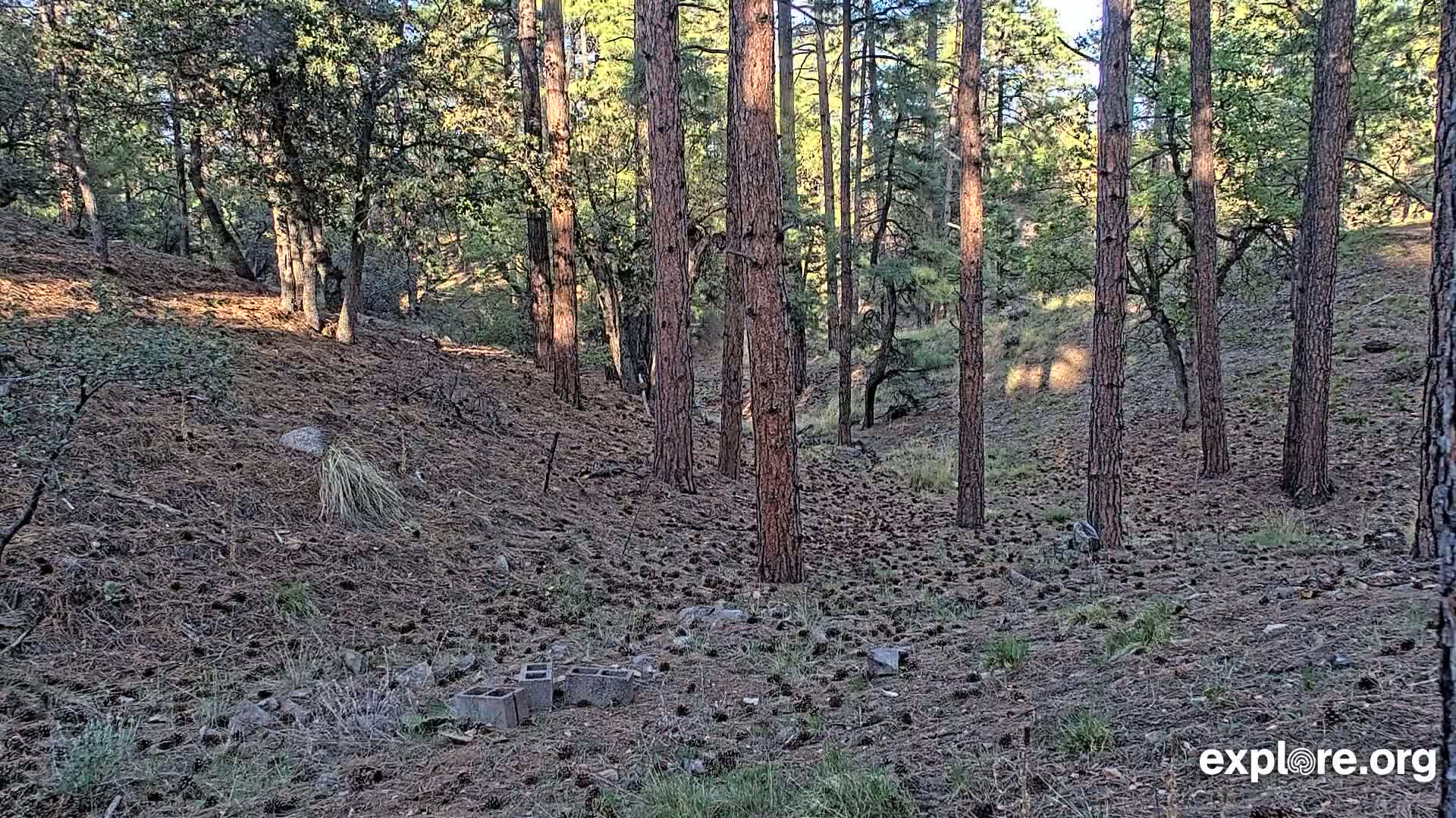 Williams, Bearizona Wildlife Park Live Cam - Williams, Coconino, Arizona, USA