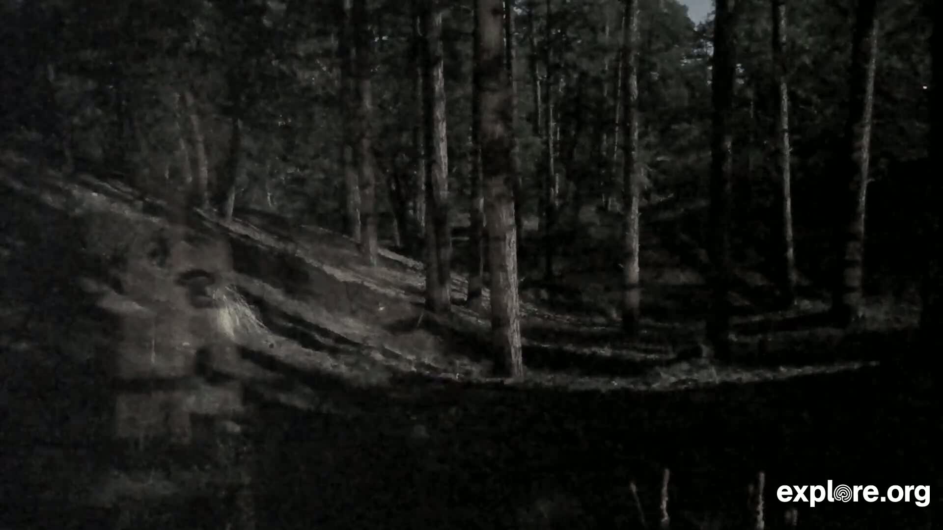 A dark, nighttime scene shows a sloping forest floor under tall, slender trees.