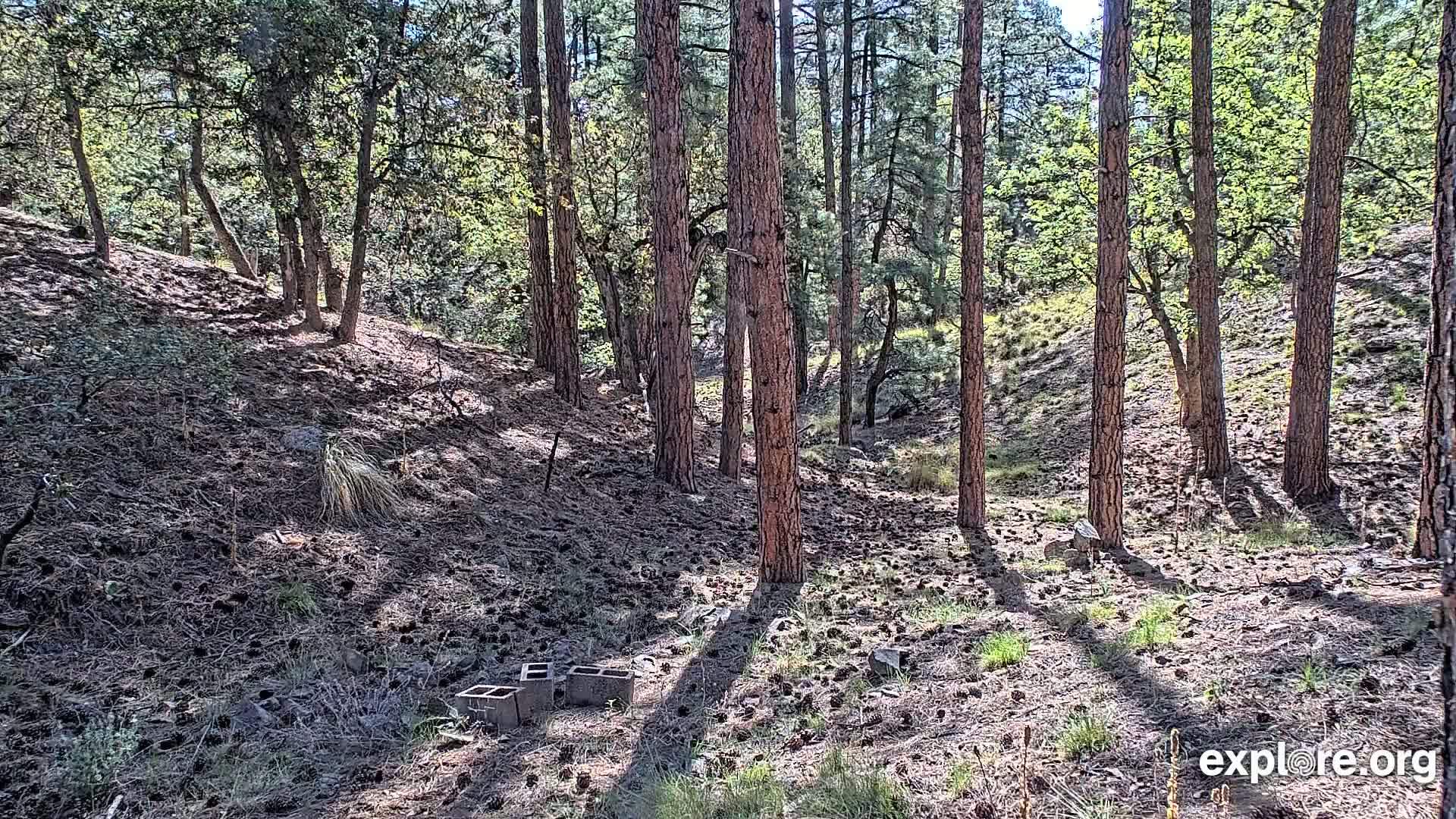 Sunlight streams through a pine forest onto a ground covered in pine needles and scattered cinder blocks.