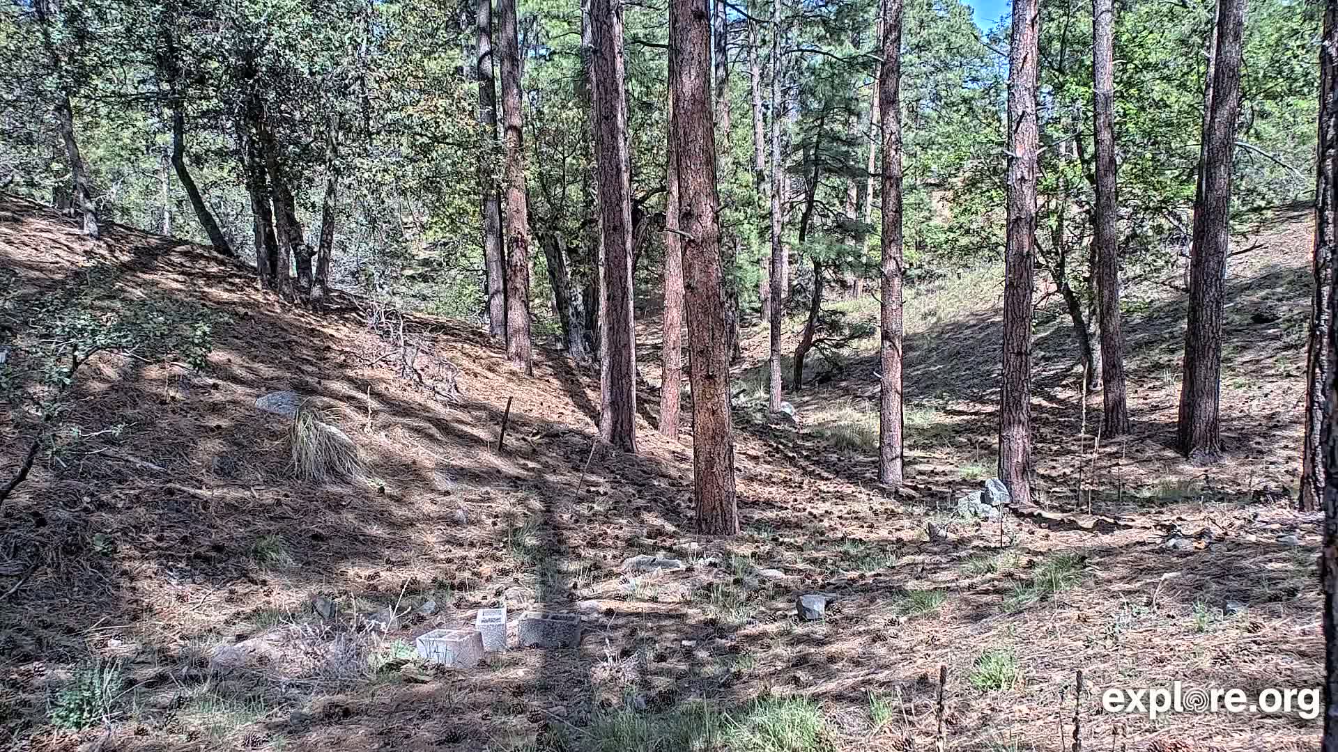 A sunny day in a pine forest with a dirt ground covered in pine needles and a few scattered rocks, showing some small, light-colored square objects near the bottom.