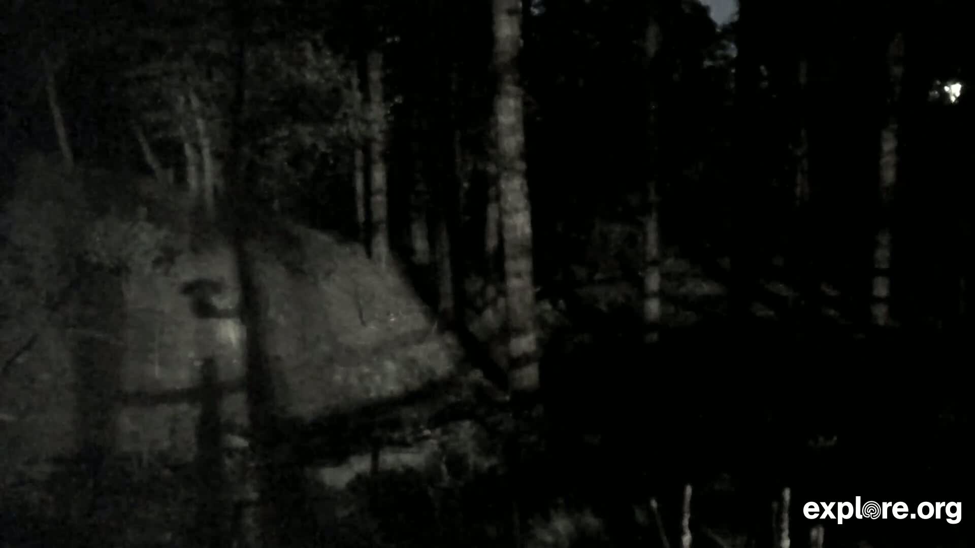 Williams, Bearizona Wildlife Park Live Cam - Williams, Coconino, Arizona, USA