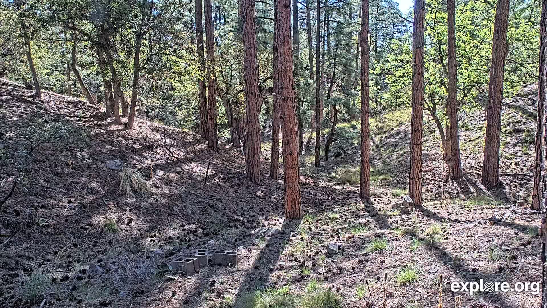 Sunlight dapples a pine and oak forest floor strewn with pine cones and a few discarded cinder blocks.