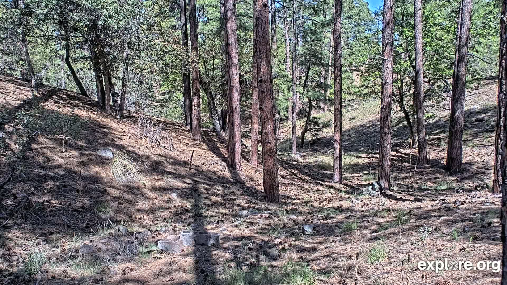 Williams, Bearizona Wildlife Park Live Cam - Williams, Coconino, Arizona, USA