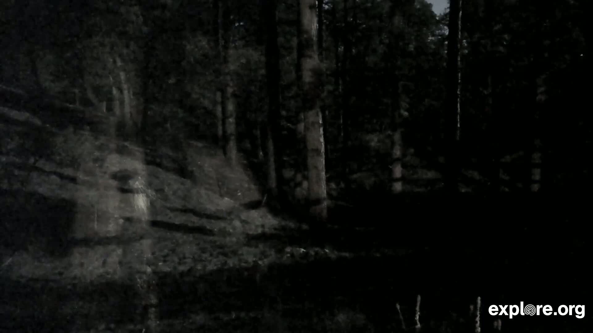 A dark, blurry image shows a shadowy figure near trees and a rocky hillside at night.