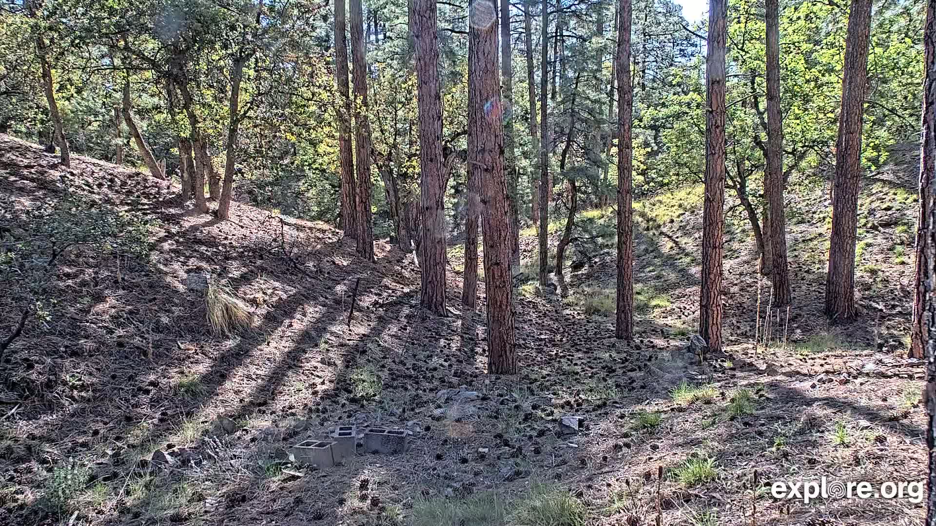 Sunlight streams through a pine and oak forest onto a pine-needle covered forest floor scattered with pine cones and a few concrete blocks.