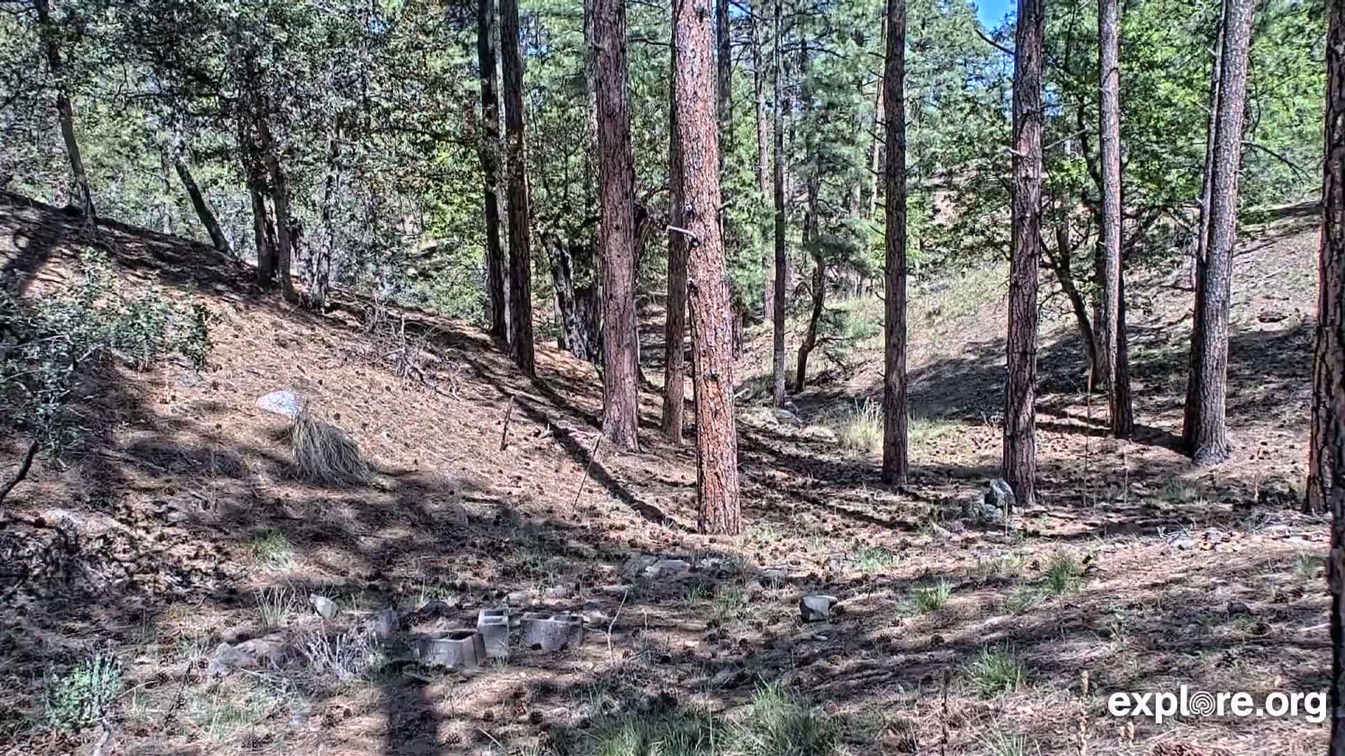 Williams, Bearizona Wildlife Park Live Cam - Williams, Coconino, Arizona, USA