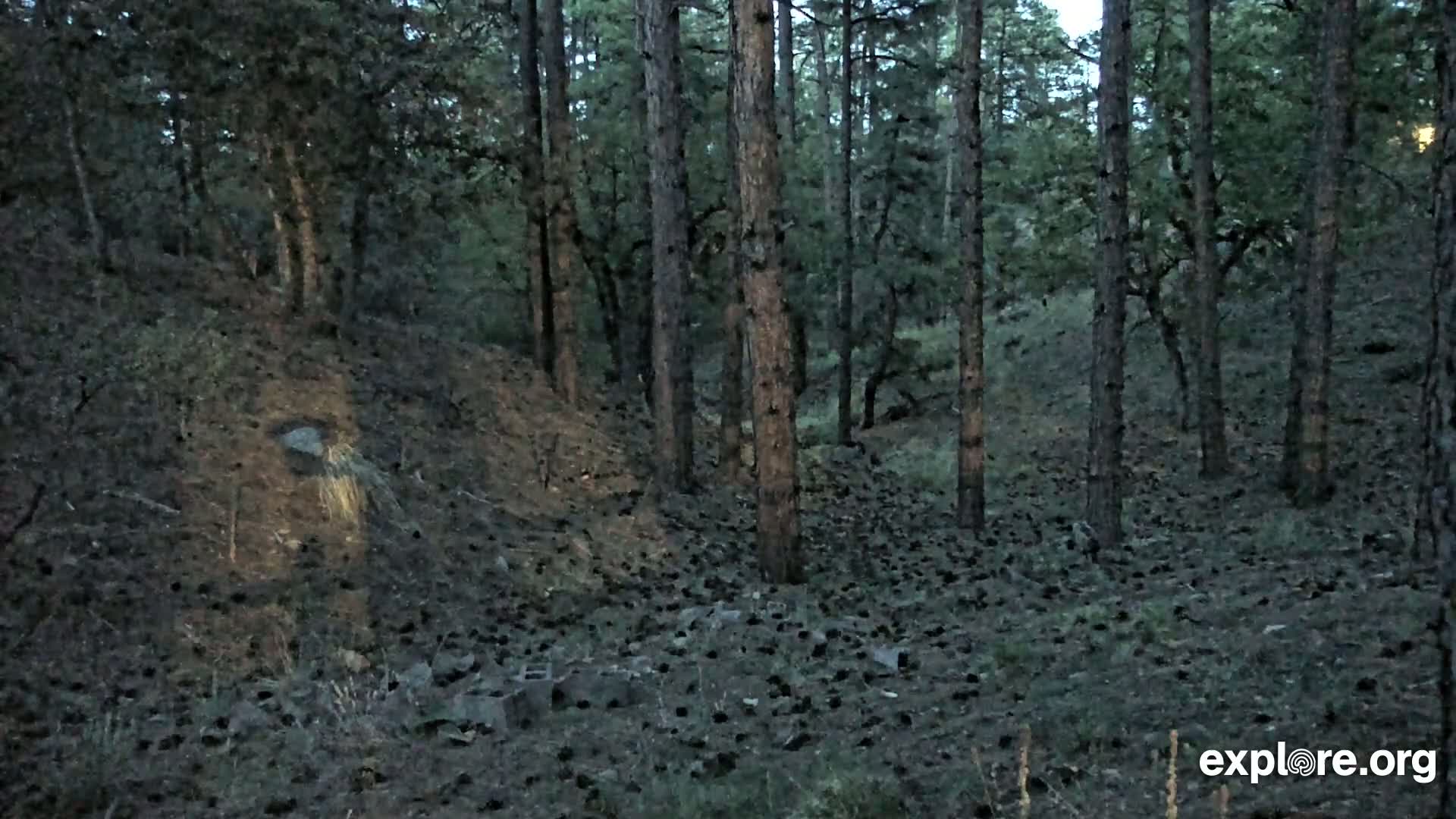 Williams, Bearizona Wildlife Park Live Cam - Williams, Coconino, Arizona, USA
