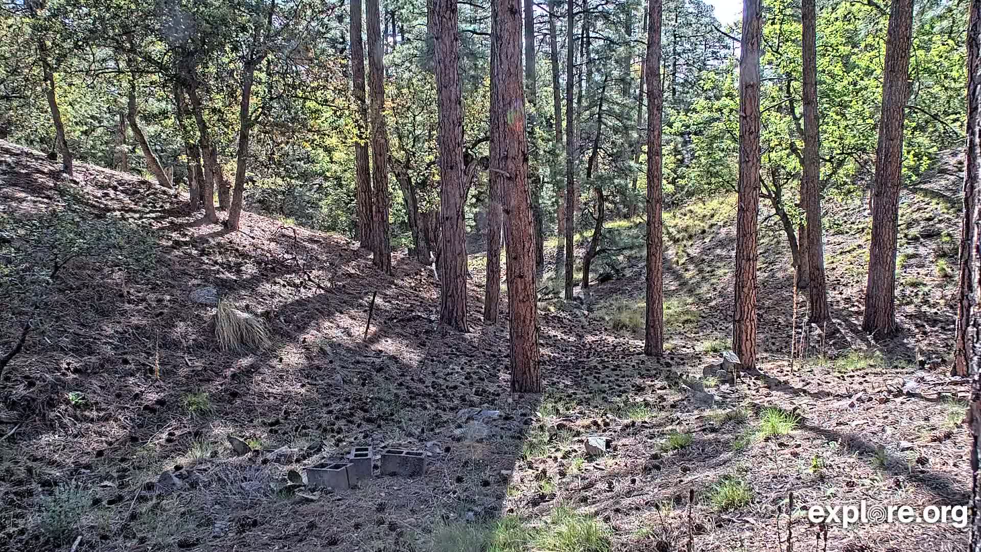 A sunny forest floor, covered in pine needles and scattered pinecones, is surrounded by tall, slender pine trees and smaller leafy trees.