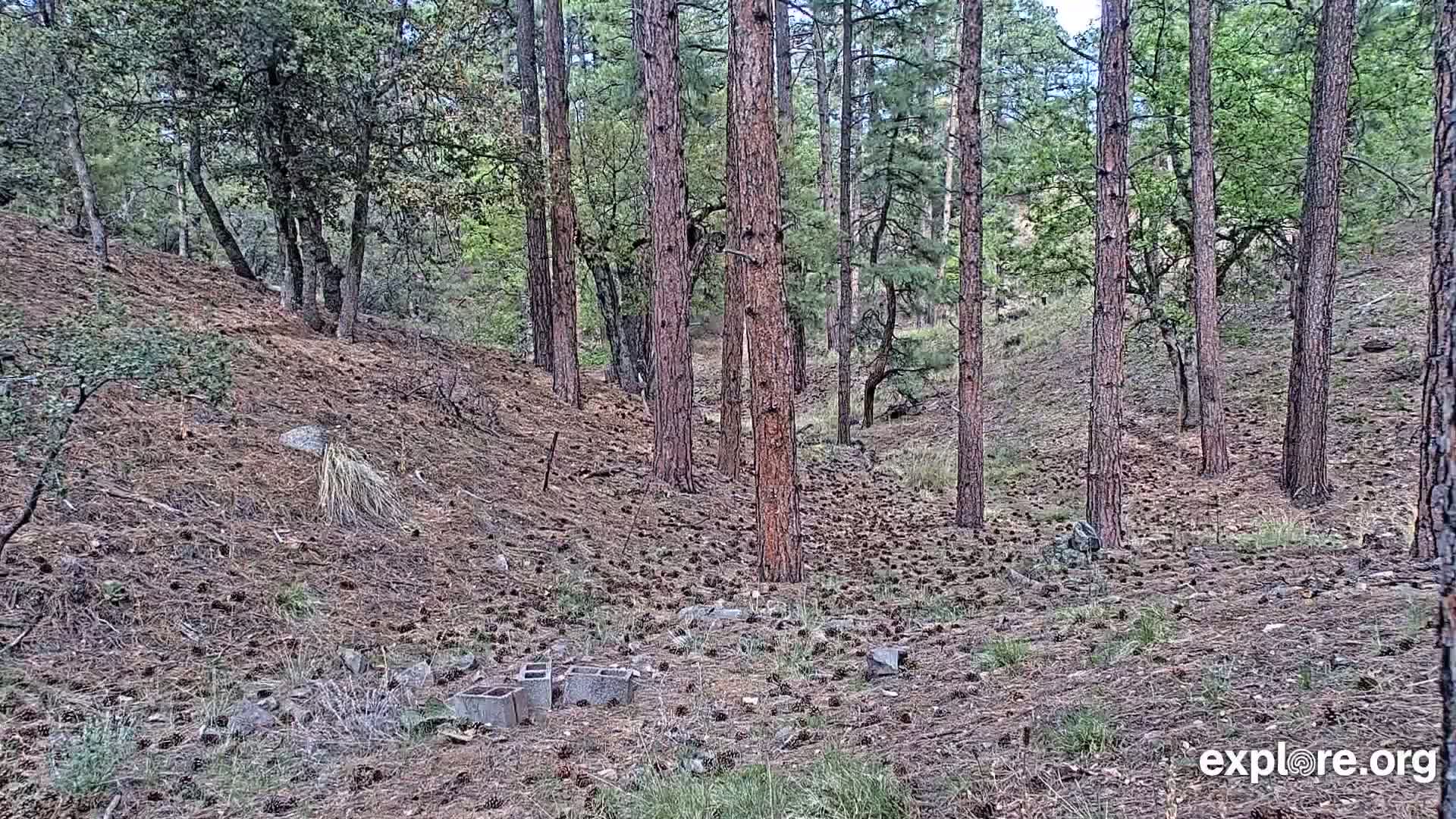 Williams, Bearizona Wildlife Park Live Cam - Williams, Coconino, Arizona, USA