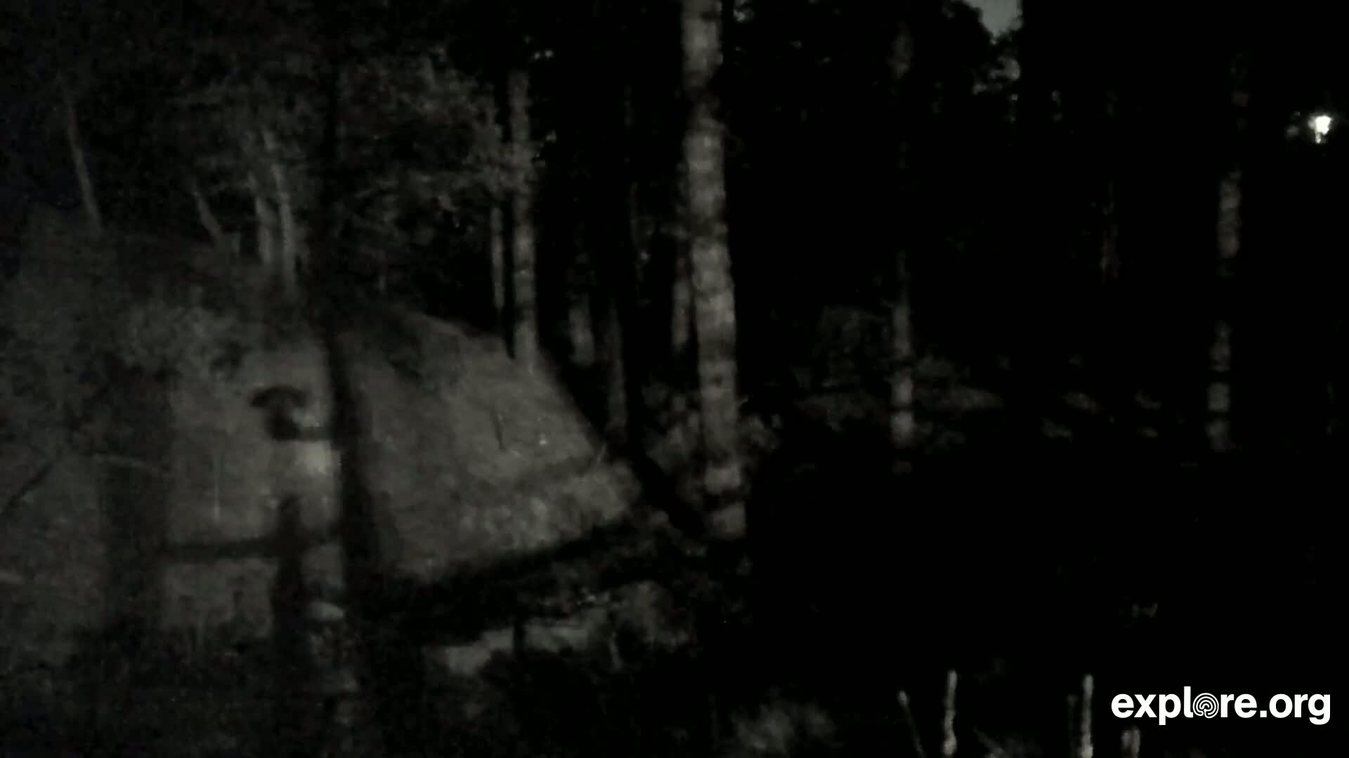 Williams, Bearizona Wildlife Park Live Cam - Williams, Coconino, Arizona, USA