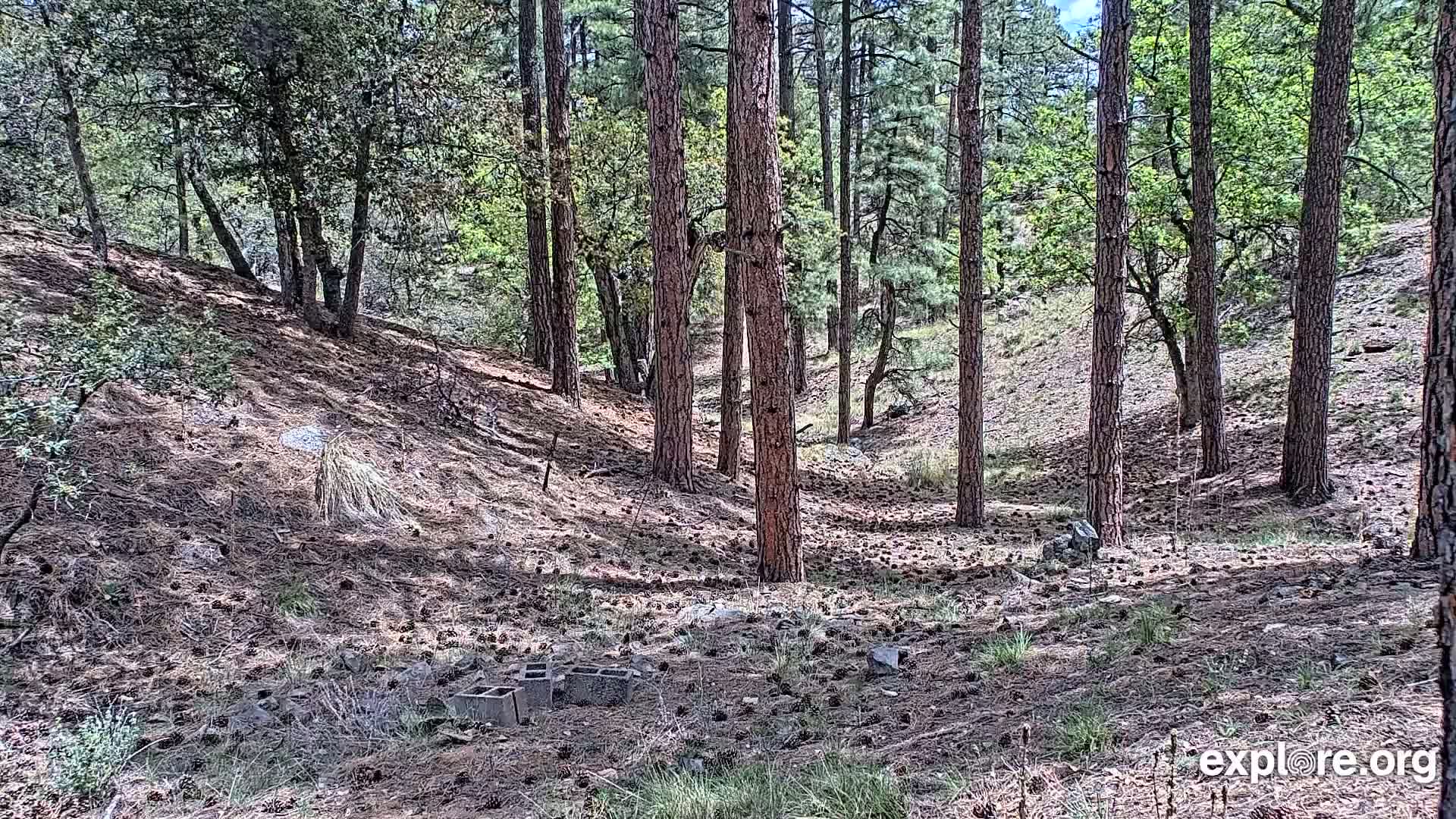 A sunny forest floor covered in pine needles and cones, with tall pine trees standing on a sloping hillside.