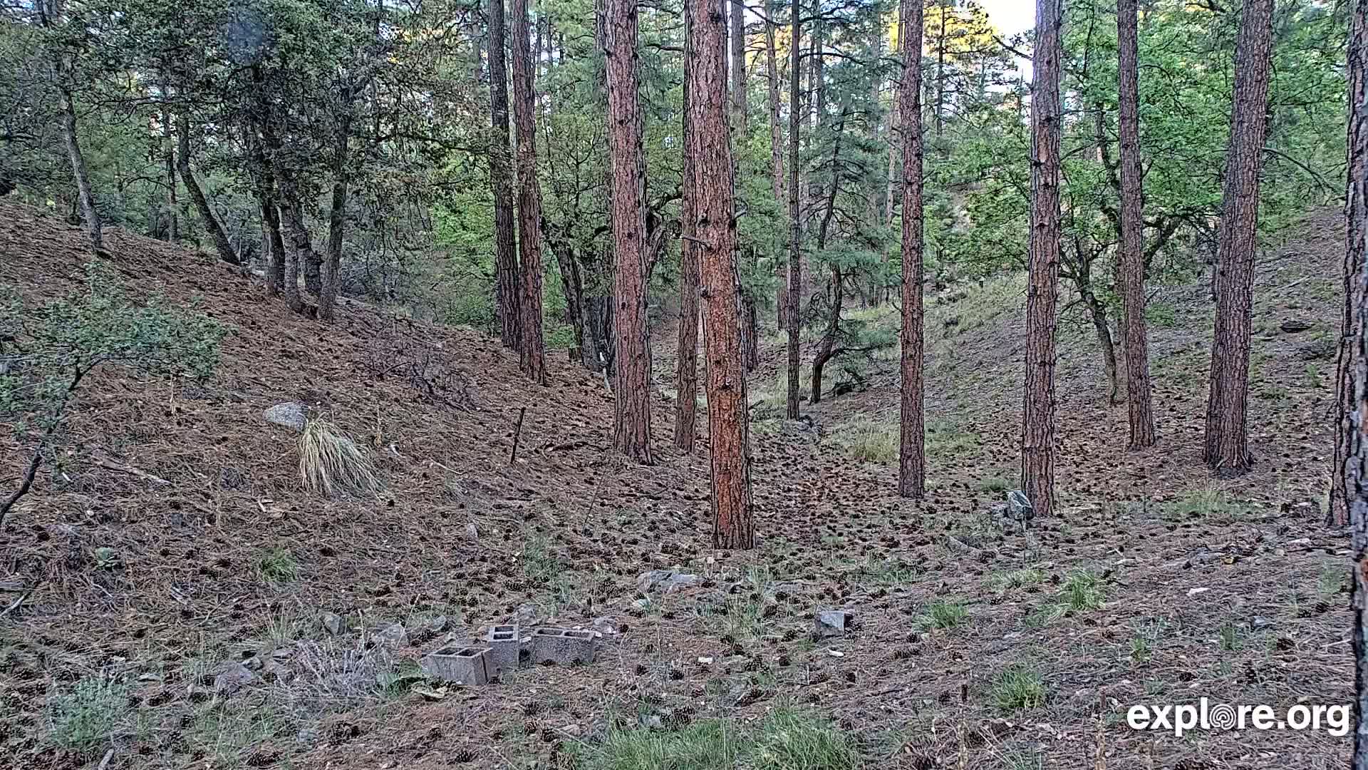 Williams, Bearizona Wildlife Park Live Cam - Williams, Coconino, Arizona, USA