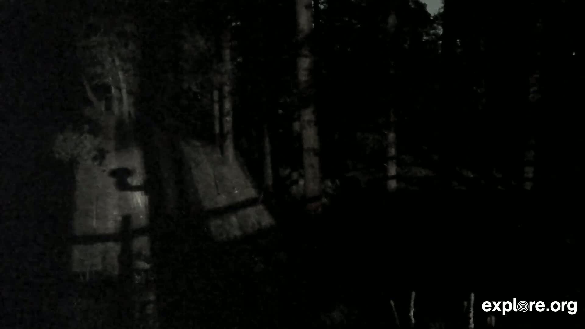 A dark, nighttime scene shows indistinct shapes suggestive of trees and possibly structures in a wooded area.