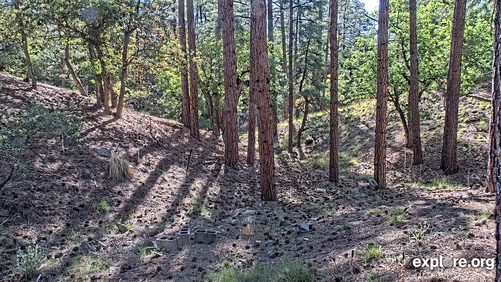 A sun-dappled forest floor strewn with pine cones and a few scattered cinder blocks under a mostly sunny sky.
