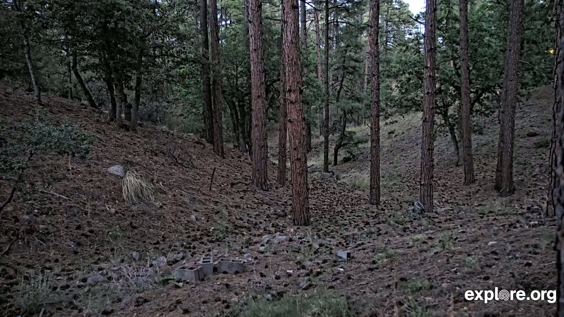 A pine forest floor covered in pine needles and scattered concrete blocks under a partly cloudy sky.