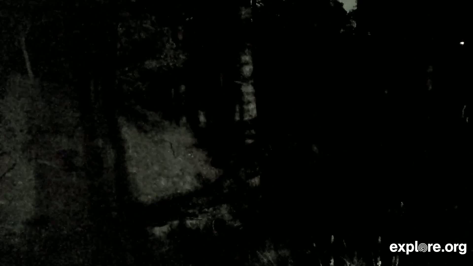 A dark, blurry image shows what appears to be a nighttime view of dense, overgrown vegetation.