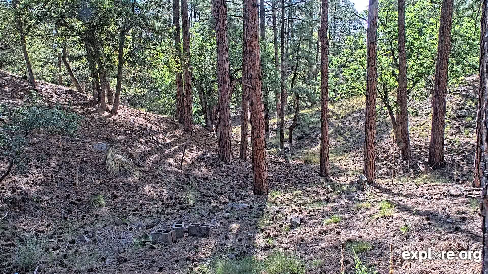 A sunny forest floor covered in pine needles and cones, with several tall pine trees and a few concrete blocks near the foreground.