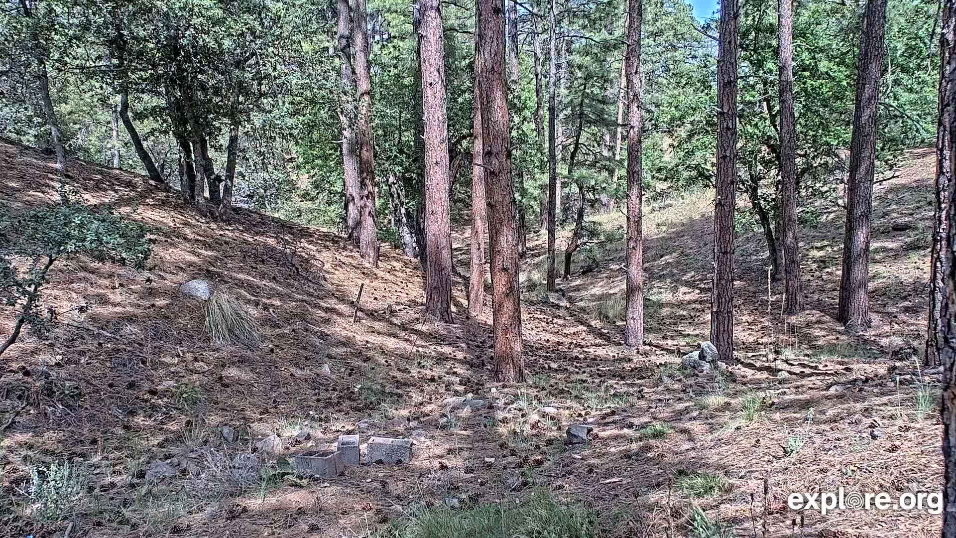 A sunny forest floor, covered in pine needles, slopes gently downward between tall, slender pine trees.