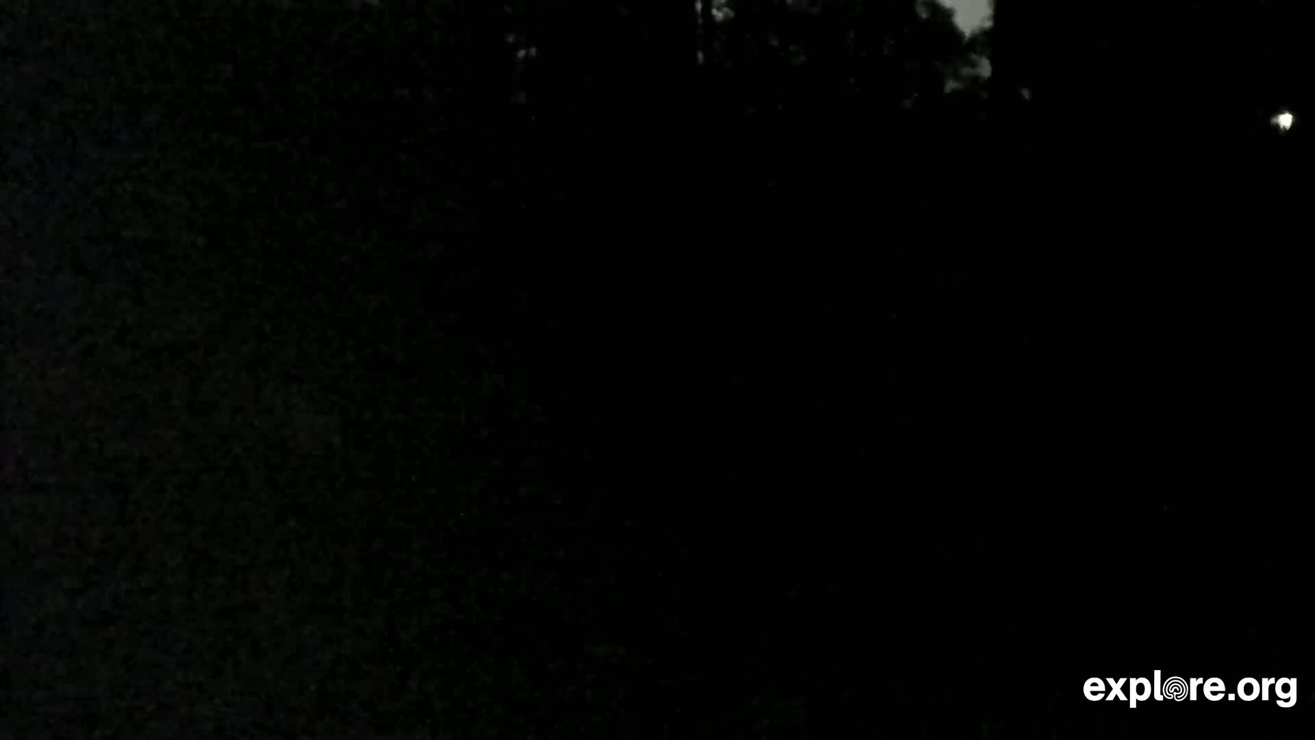 Williams, Bearizona Wildlife Park Live Cam - Williams, Coconino, Arizona, USA