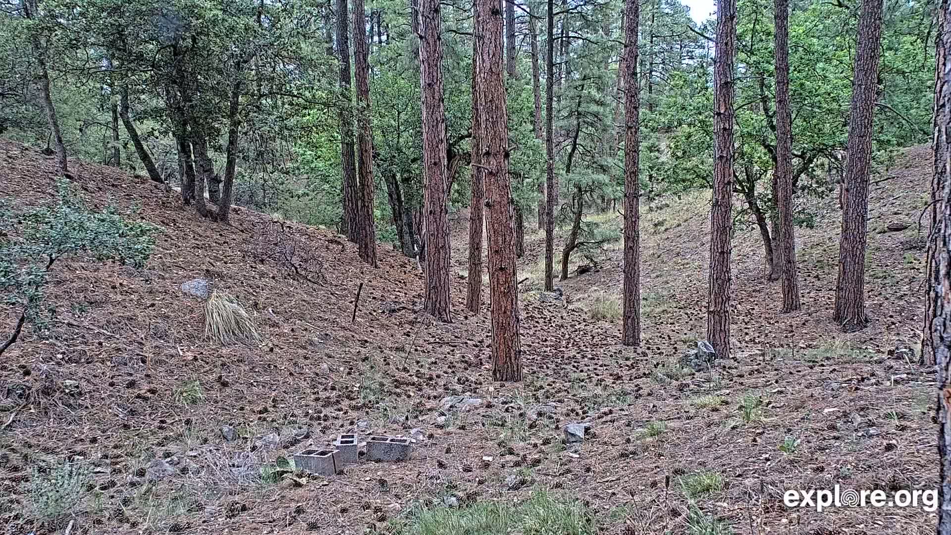 A pine forest floor covered in pine cones and a few cinder blocks, under a partly cloudy sky.