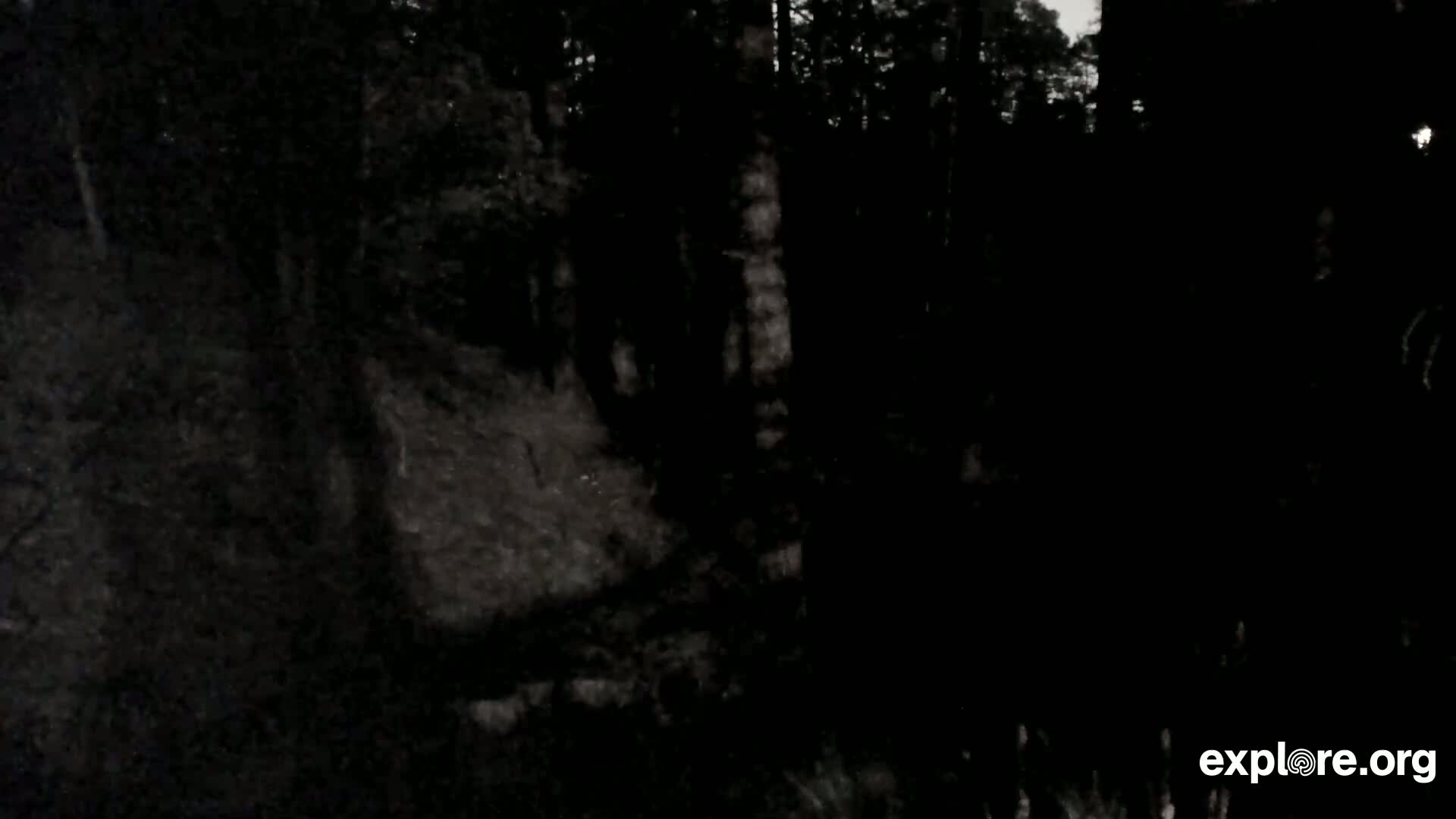 Williams, Bearizona Wildlife Park Live Cam - Williams, Coconino, Arizona, USA