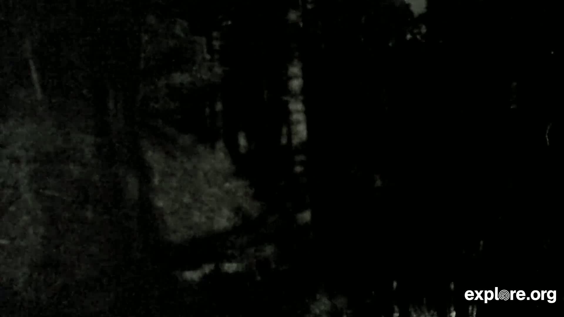 A grainy, dark image shows an indistinct, possibly wooded area at night.