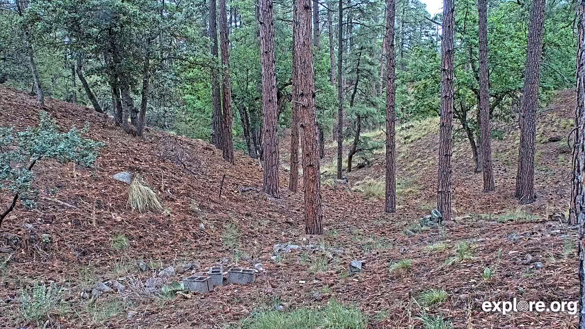 A forest floor covered in pine needles shows several tall pine trees and some other deciduous trees, with a few concrete blocks scattered near the foreground.
