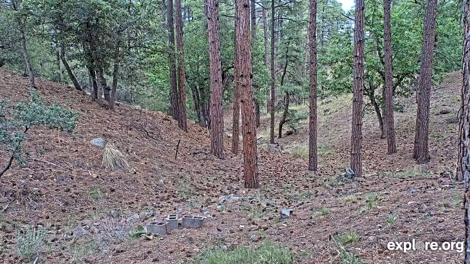 Williams, Bearizona Wildlife Park Live Cam - Williams, Coconino, Arizona, USA