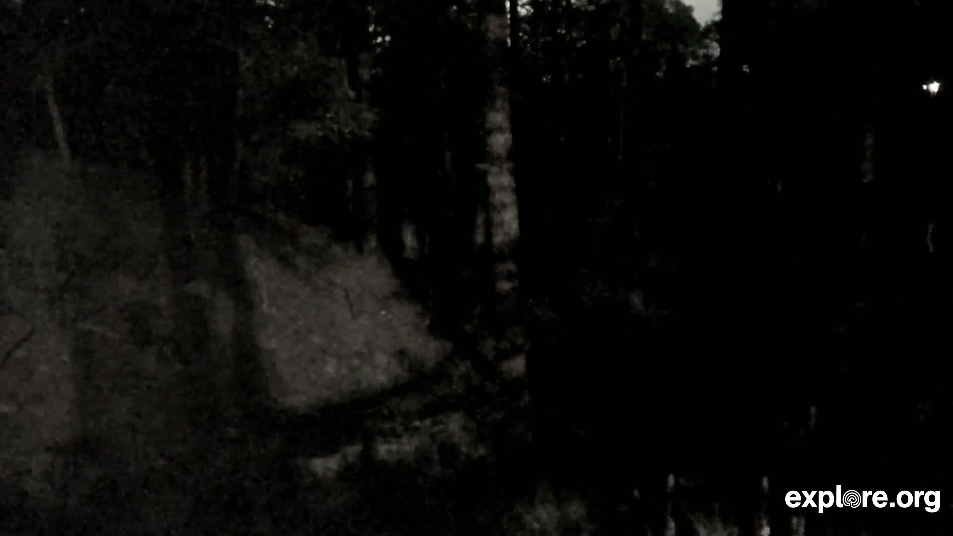 Williams, Bearizona Wildlife Park Live Cam - Williams, Coconino, Arizona, USA