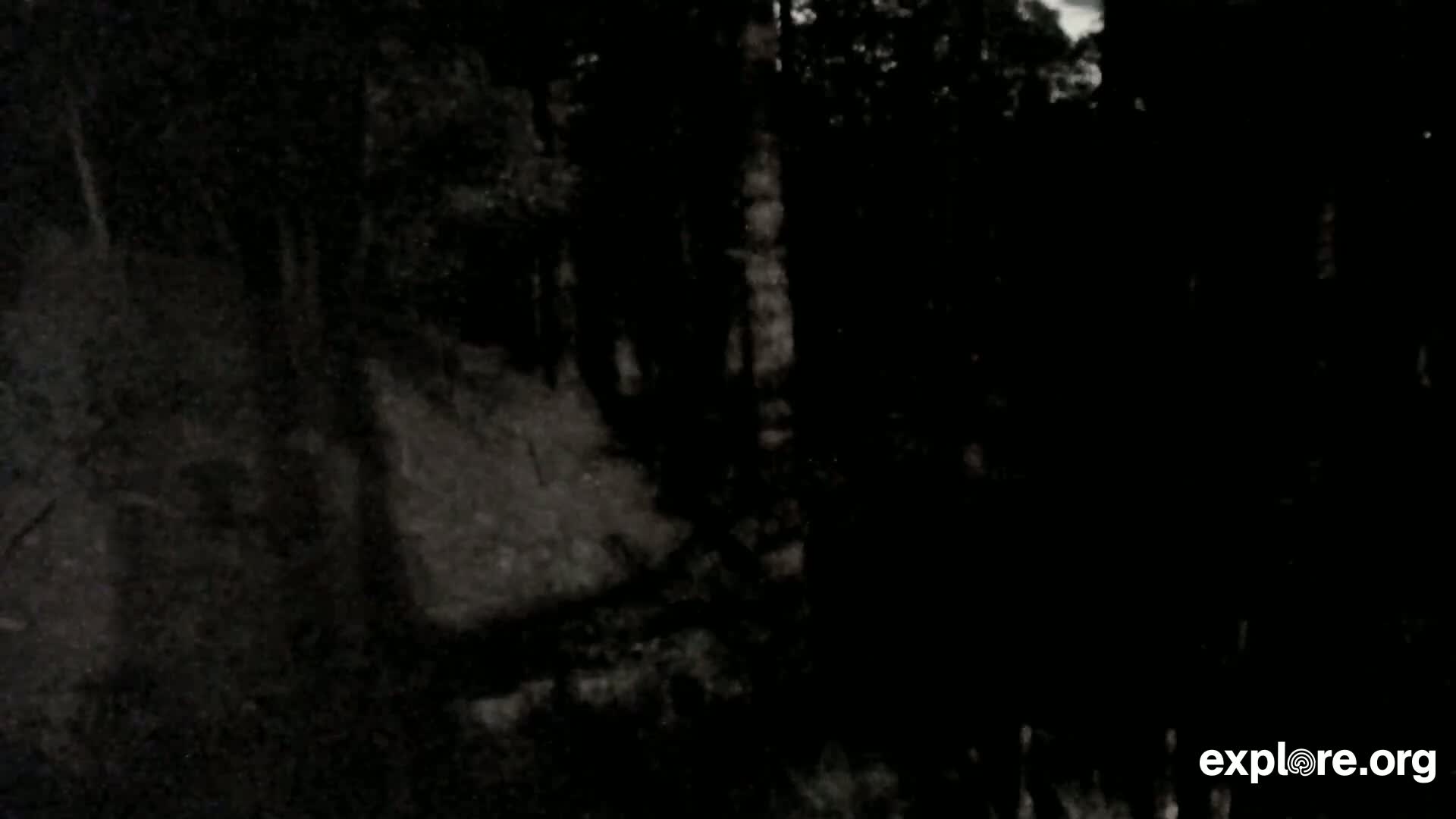 A dark, nighttime view shows a shadowy forest scene with indistinct trees and ground.