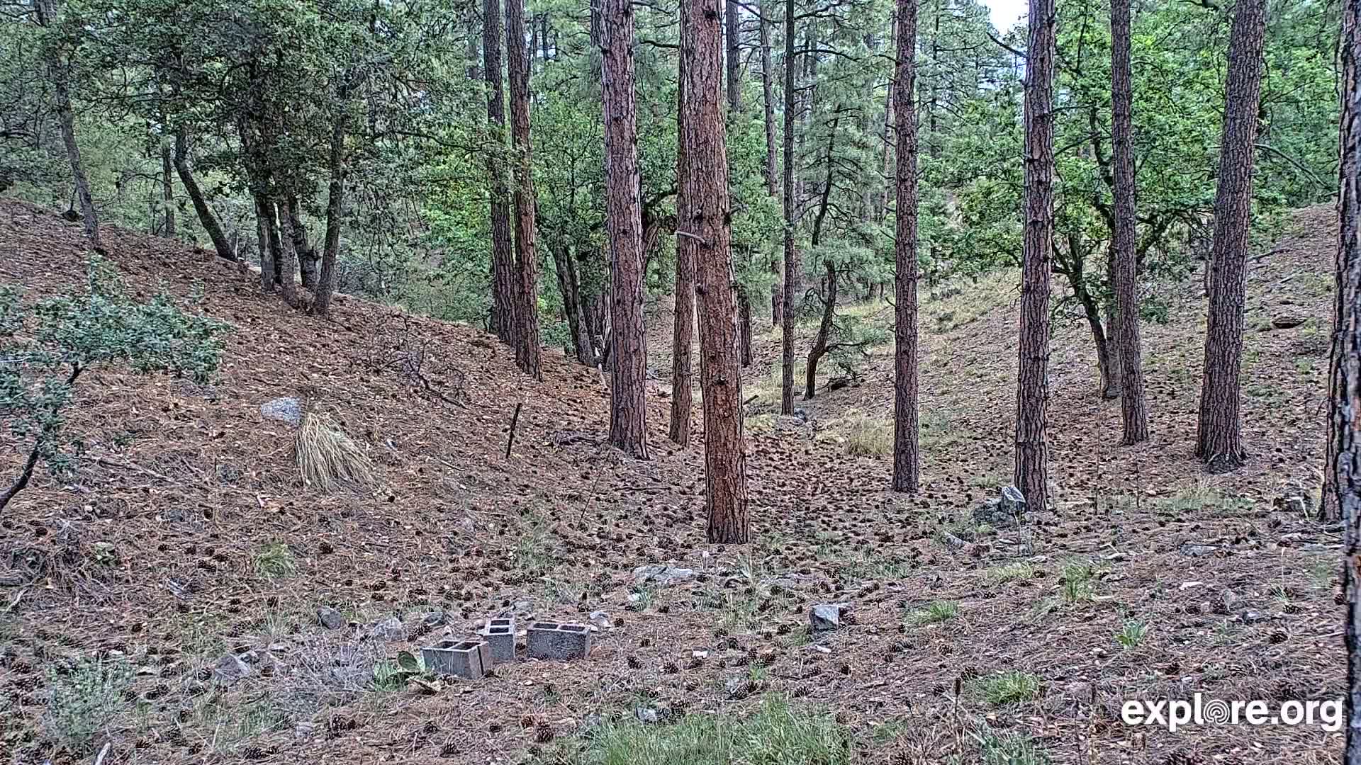 A pine forest floor, covered in pine needles and cones, with several tall pine trees and a few scattered concrete blocks.