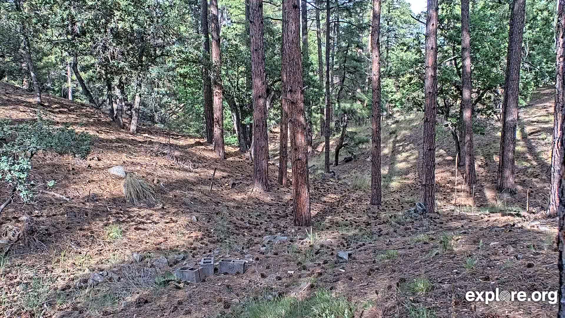A sunny forest floor covered in pine needles and cones, with tall pine trees and scattered low-lying shrubs and a few cinder blocks.