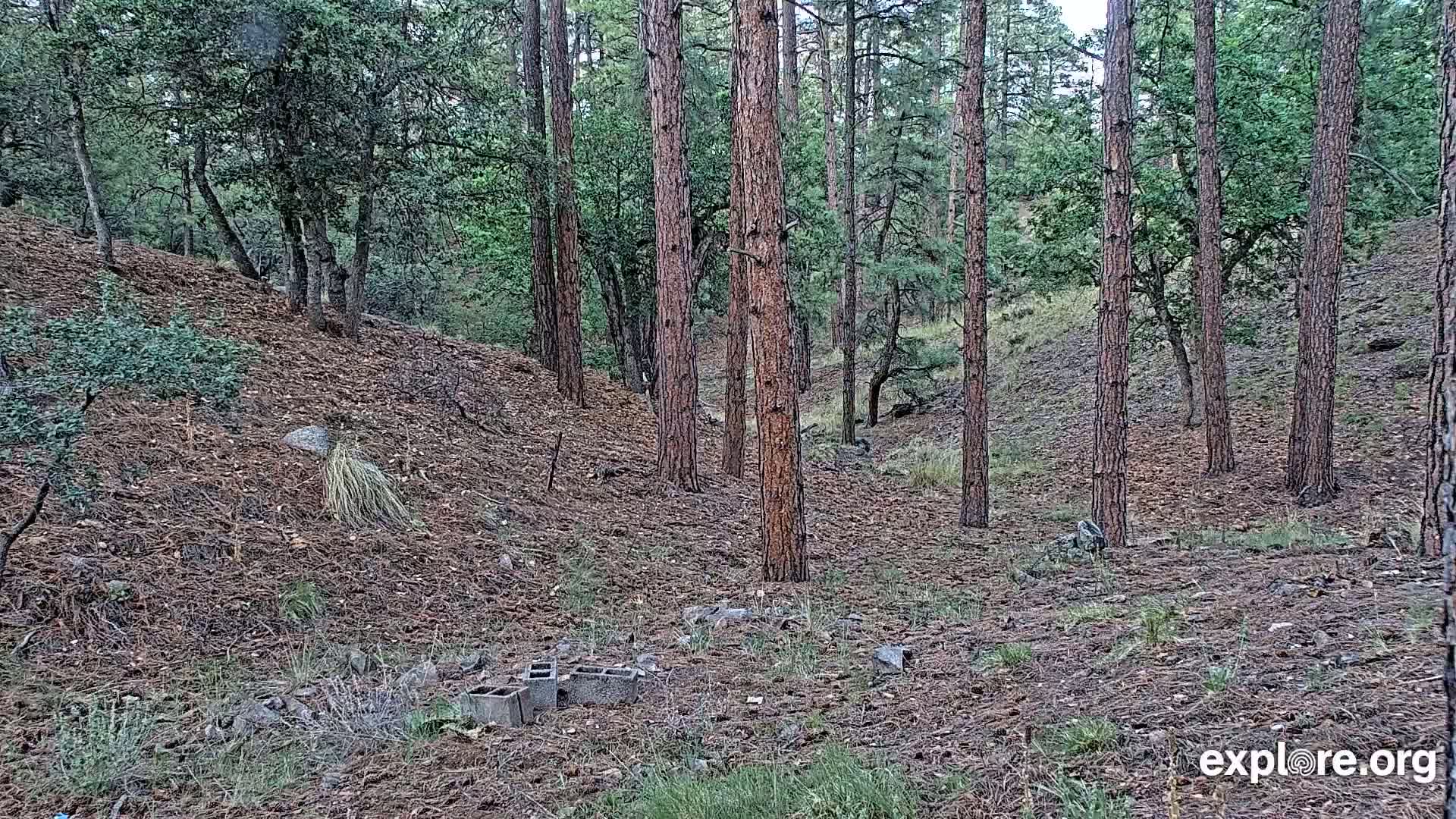 A pine forest floor covered in pine needles and low-lying vegetation, with several tall pine trees and some scattered concrete blocks.
