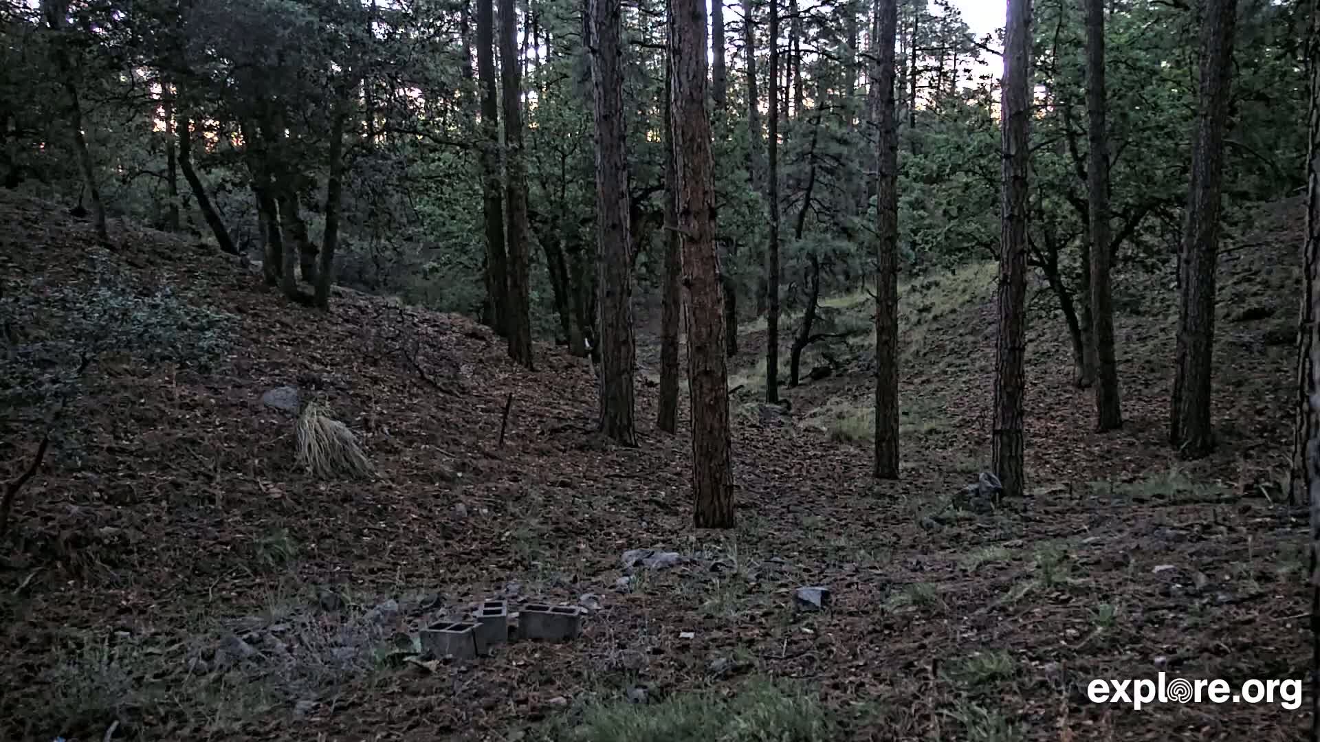 A forest floor covered in pine needles and dirt shows a few scattered cinder blocks in the foreground, with tall, slender pine trees filling the background under a dimly lit sky.