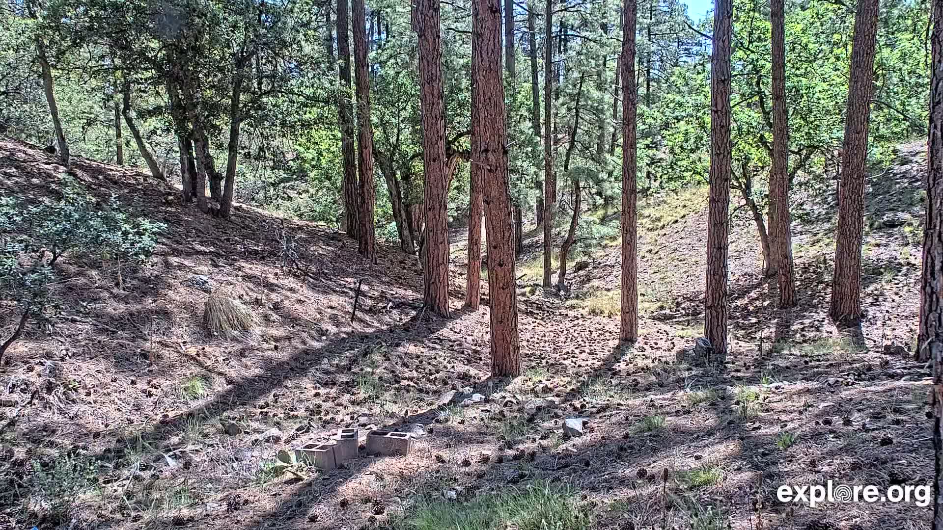 A sunny forest floor, sparsely covered with pine needles and scattered pine cones, is surrounded by tall pine trees and smaller leafy trees.