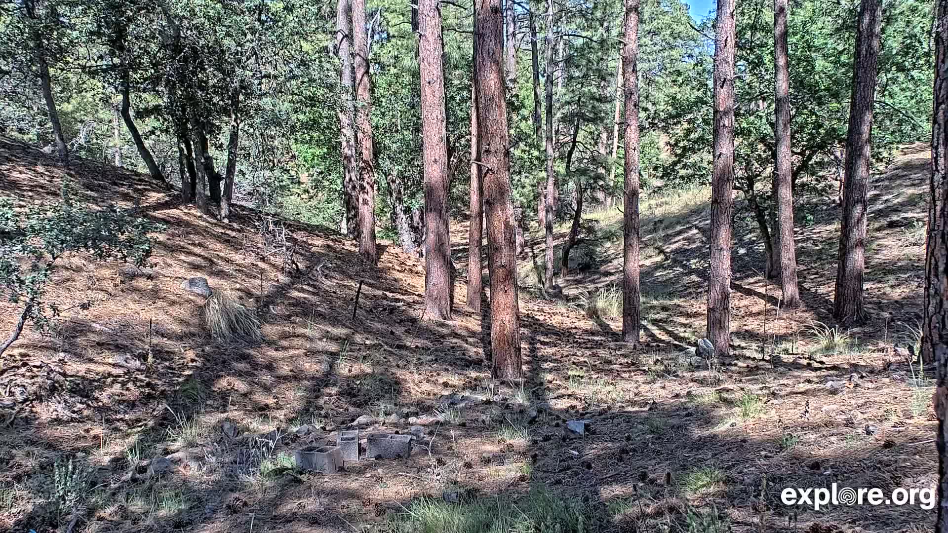 A sunny forest floor strewn with pine needles and partially shaded by tall, slender pine trees shows a few patchy areas of grass and some concrete blocks near the bottom.