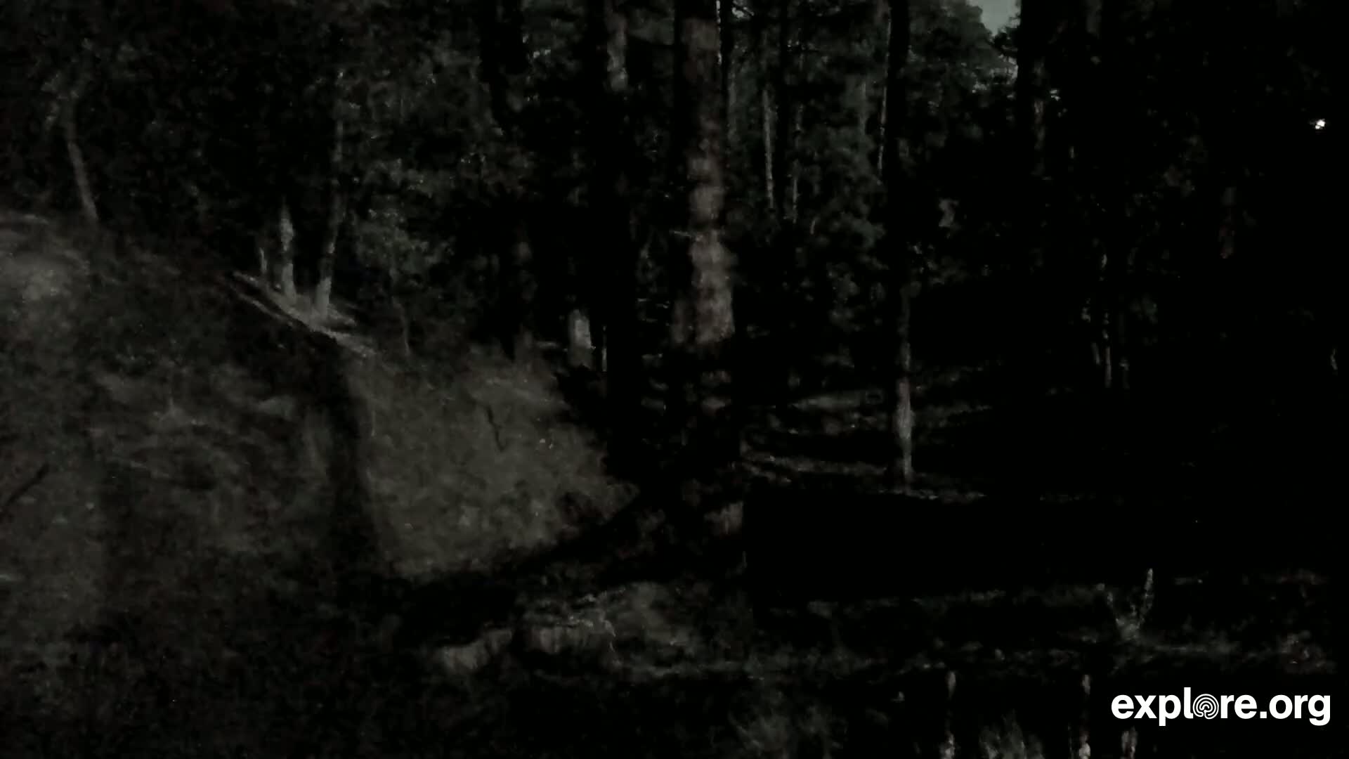 A dark, shadowy forest scene at night.