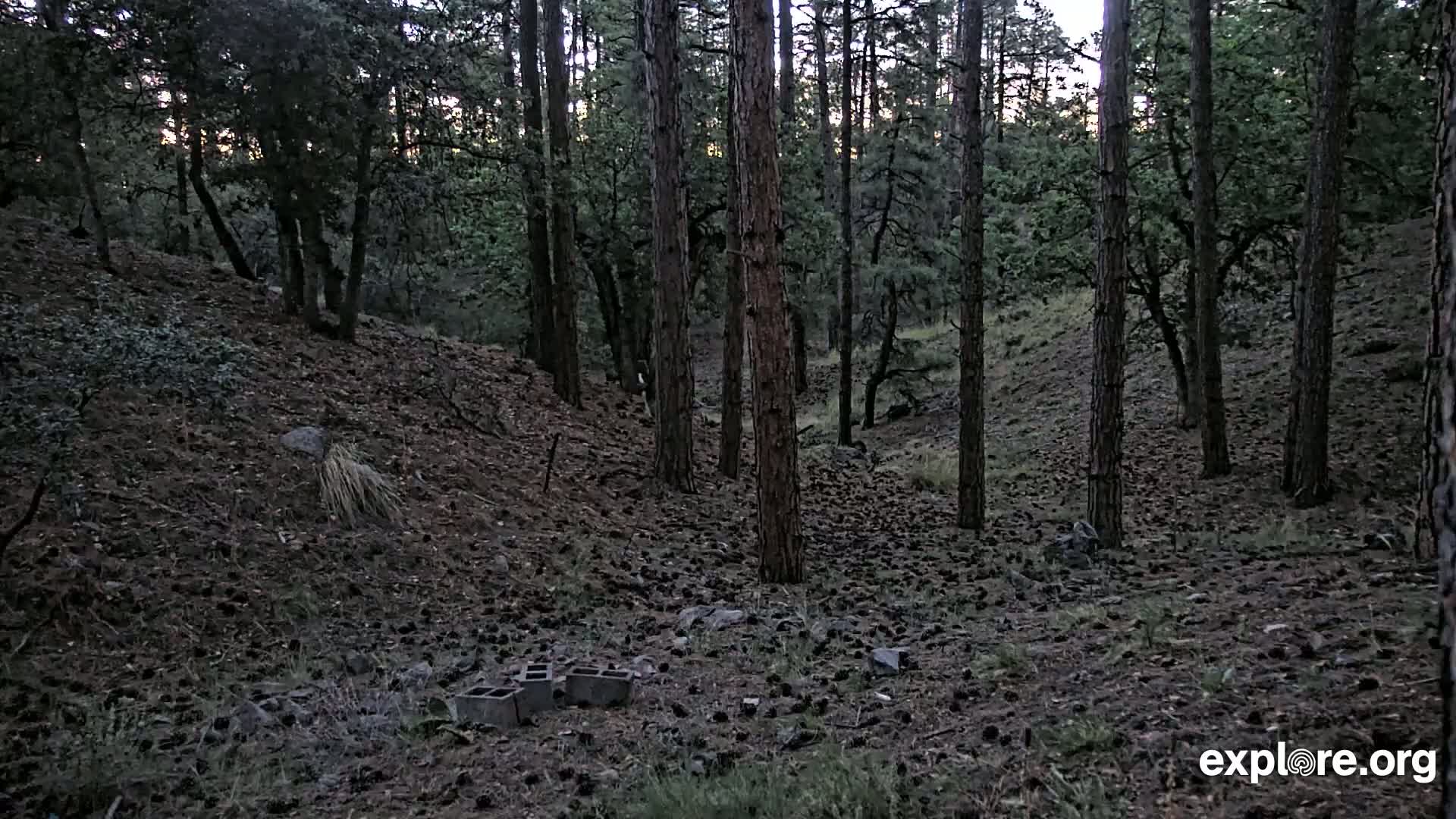 A pine forest floor covered in pine cones and a few concrete blocks, under a twilight sky.
