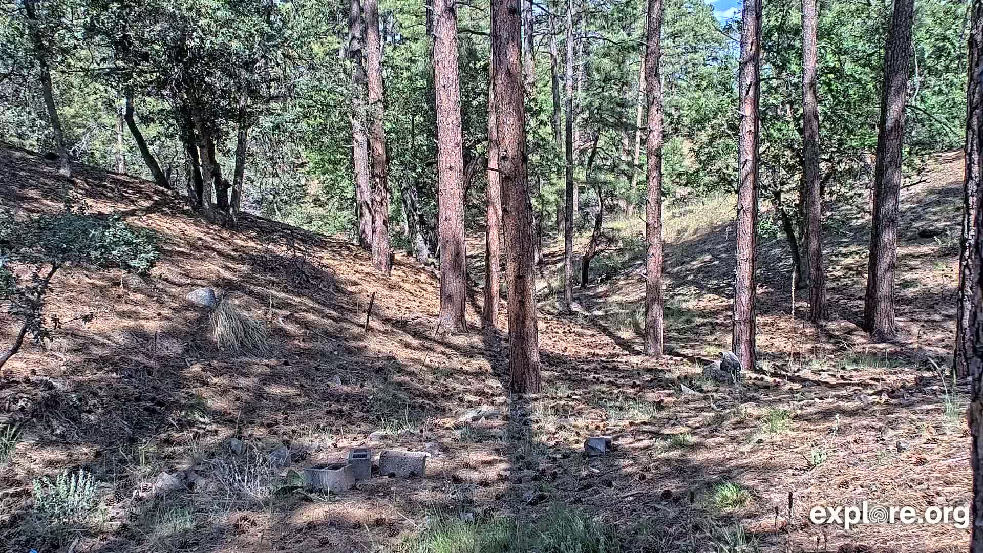 Williams, Bearizona Wildlife Park Live Cam - Williams, Coconino, Arizona, USA