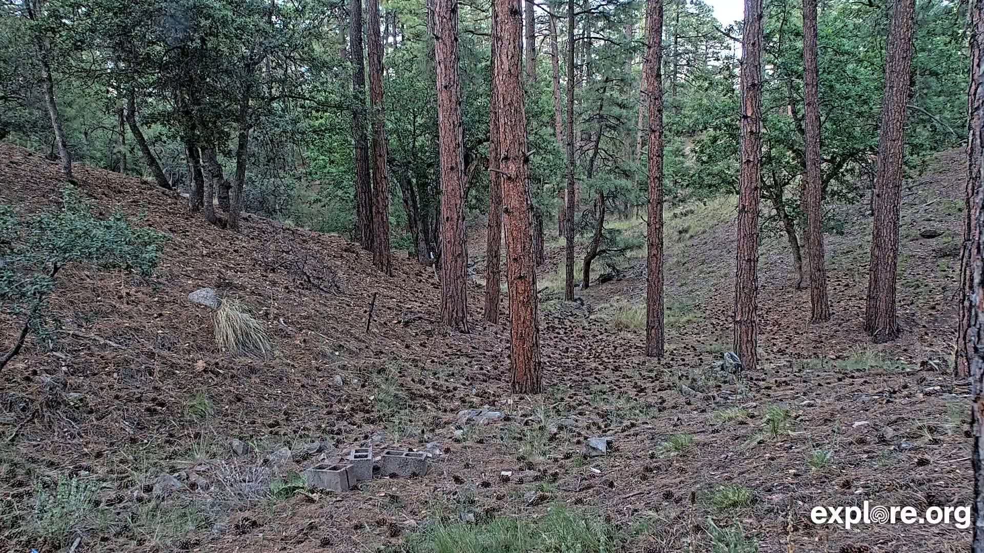 Williams, Bearizona Wildlife Park Live Cam - Williams, Coconino, Arizona, USA