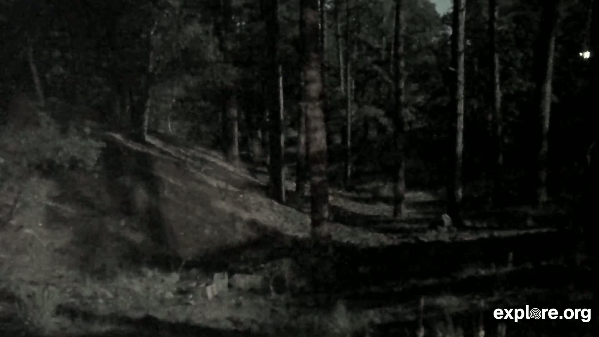 A dark, nighttime forest scene shows a sloped, uneven ground covered with underbrush and trees.