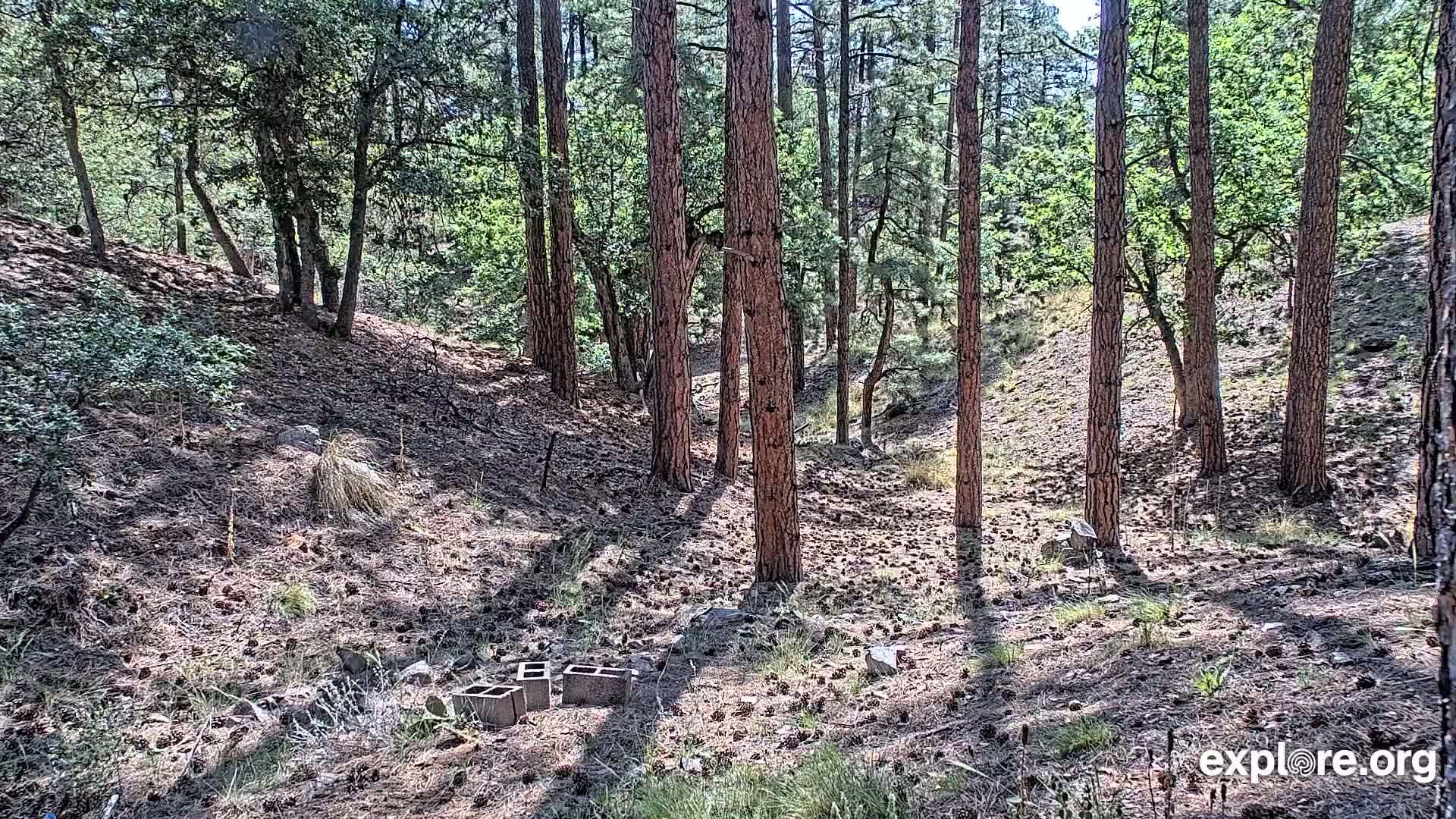 A sunny forest floor covered in pine needles and scattered with cinder blocks, surrounded by tall pine and oak trees on a hillside.