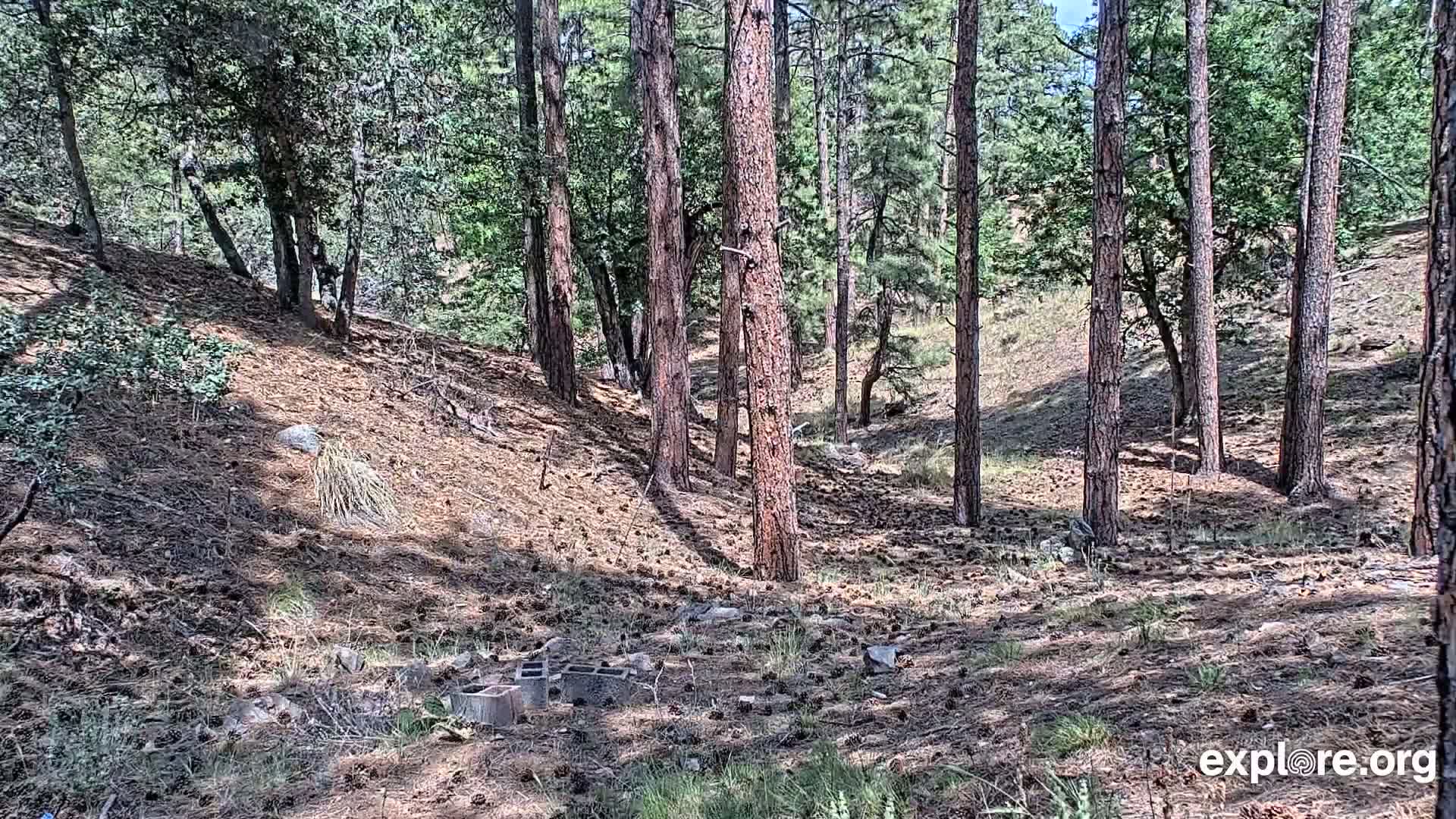 Williams, Bearizona Wildlife Park Live Cam - Williams, Coconino, Arizona, USA