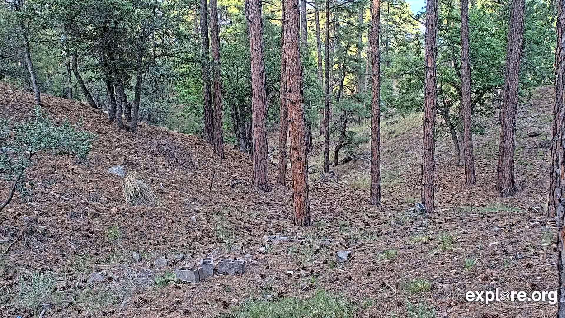 Williams, Bearizona Wildlife Park Live Cam - Williams, Coconino, Arizona, USA
