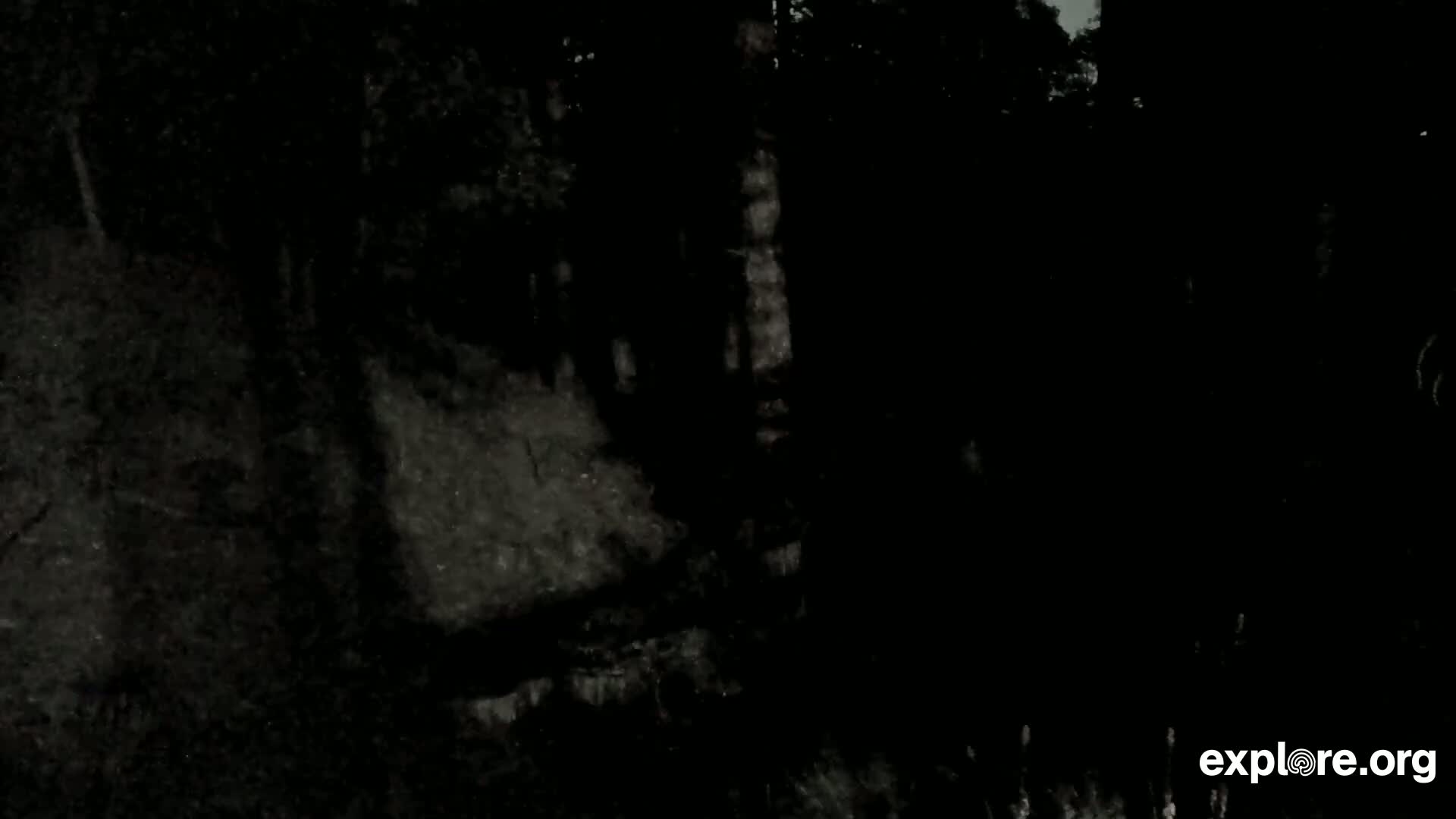 A dark, possibly nighttime image shows a blurry, indistinct view of trees or foliage.