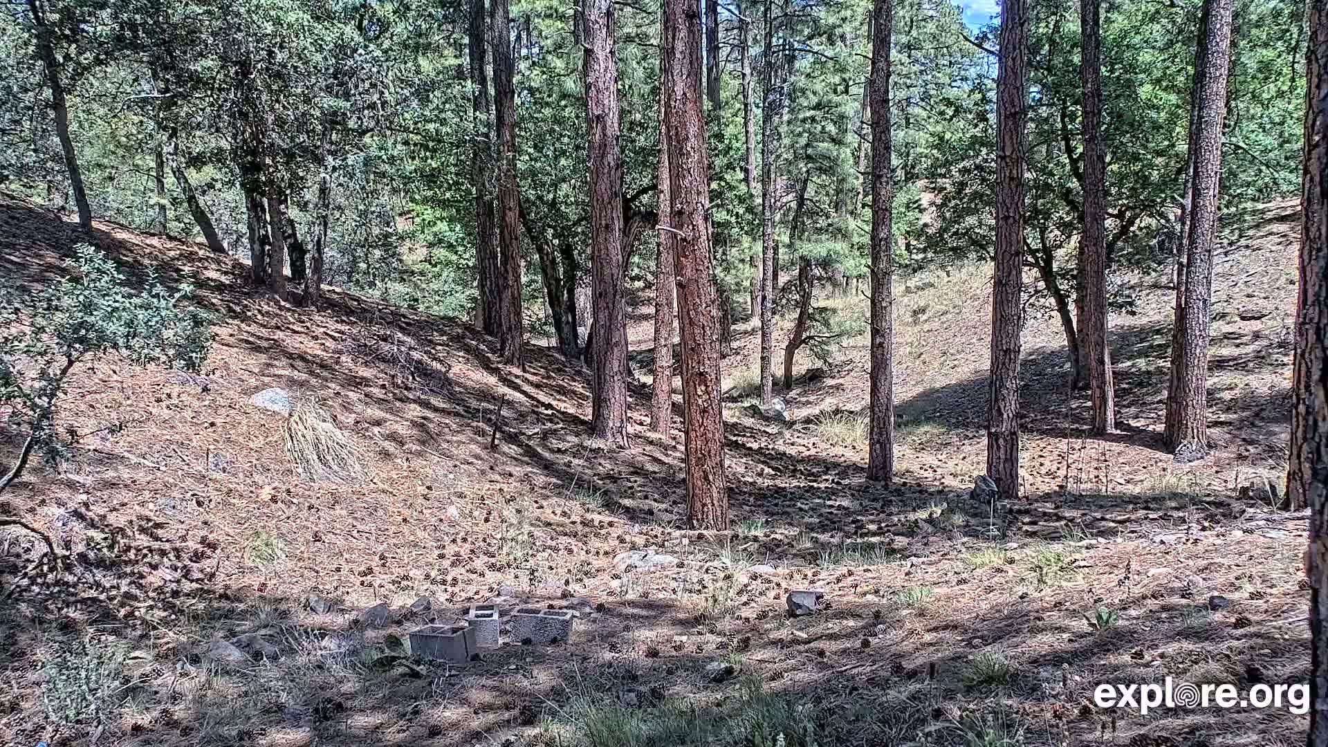 Williams, Bearizona Wildlife Park Live Cam - Williams, Coconino, Arizona, USA