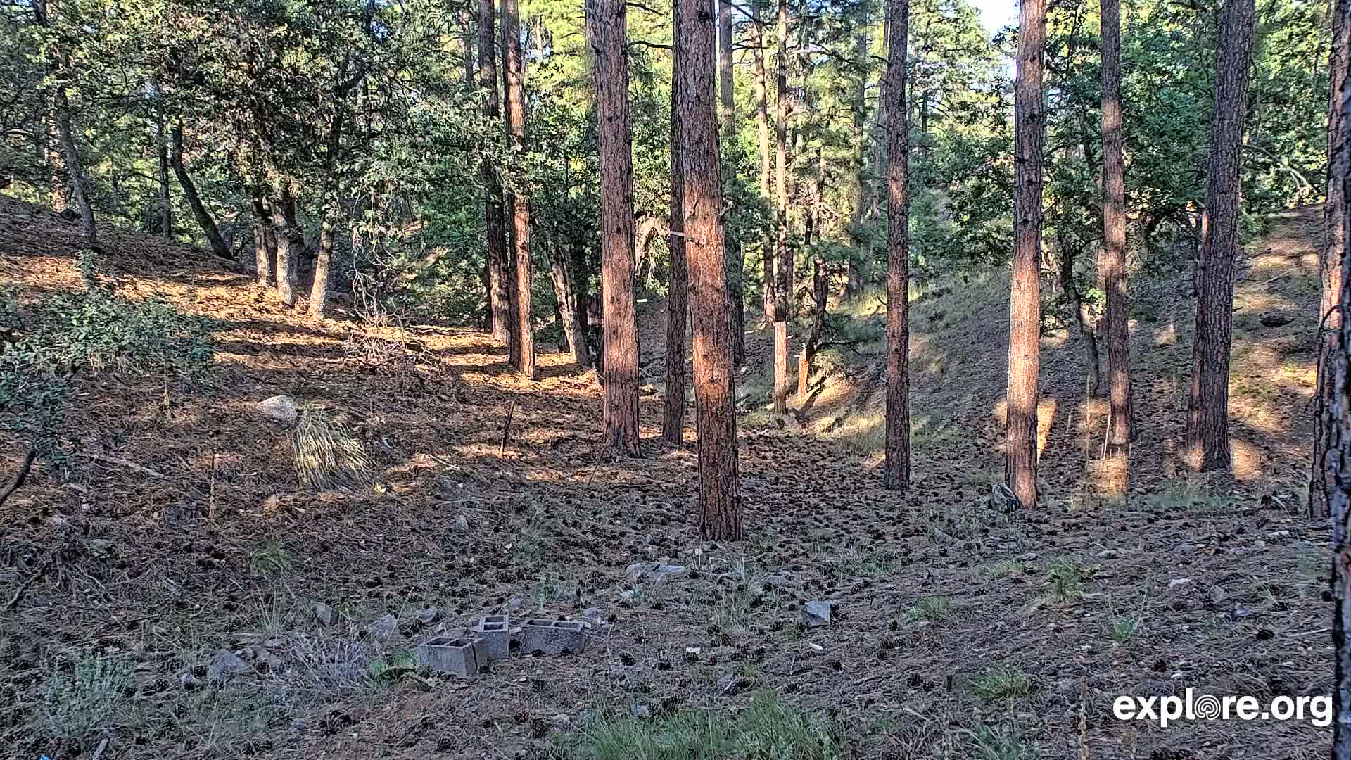 Williams, Bearizona Wildlife Park Live Cam - Williams, Coconino, Arizona, USA