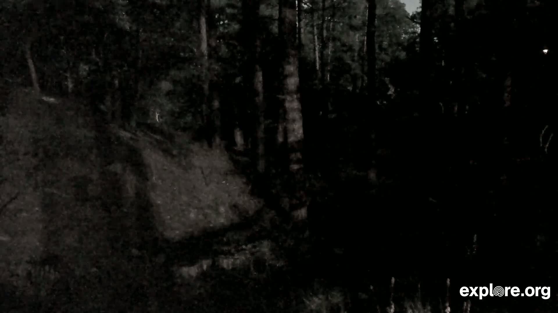 A dark, shadowy forest scene at night.