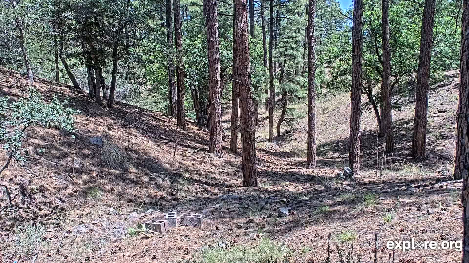 Williams, Bearizona Wildlife Park Live Cam - Williams, Coconino, Arizona, USA